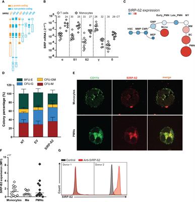 Signal regulatory protein beta 2 is a novel positive regulator of innate anticancer immunity